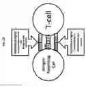 Fig. 16 - MATERIALS AND METHODS FOR DIFFERENTIAL TREATMENT OF CANCER