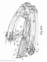 Fig. 34 - Crossbow