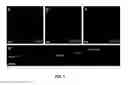 Fig. 02 - Composition comprising DNA binding peptide for DNA staining
