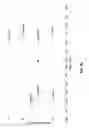 Fig. 05 - Composition comprising DNA binding peptide for DNA staining