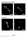 Fig. 07 - Composition comprising DNA binding peptide for DNA staining