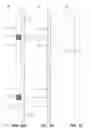 Fig. 03 - Multi-fluid strip test