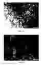 Fig. 11 - Interfacial nanofibril composite for selective alkane vapor detection