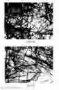 Fig. 13 - Interfacial nanofibril composite for selective alkane vapor detection