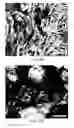 Fig. 16 - Interfacial nanofibril composite for selective alkane vapor detection