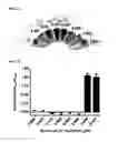 Fig. 10 - NUCLEIC ACID-FUNCTIONALIZED NANOPARTICLES