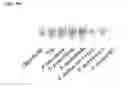 Fig. 12 - NUCLEIC ACID-FUNCTIONALIZED NANOPARTICLES