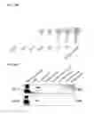 Fig. 30 - NUCLEIC ACID-FUNCTIONALIZED NANOPARTICLES