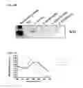Fig. 31 - NUCLEIC ACID-FUNCTIONALIZED NANOPARTICLES