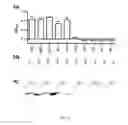 Fig. 04 - Screening of protein candidates
