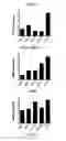 Fig. 08 - Molecular analysis of tumor samples