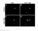 Fig. 07 - Glucose derivative, and cell imaging method and imaging agent using said derivative