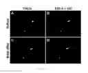 Fig. 08 - Glucose derivative, and cell imaging method and imaging agent using said derivative
