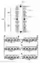 Fig. 01 - Electronic circuit for easier operation of multilevel converters