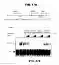Fig. 30 - Method for designing RNA binding protein utilizing PPR motif, and use thereof