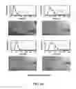 Fig. 07 - SYSTEMS AND METHODS FOR MEDICAL IMAGE SEGMENTATION AND ANALYSIS