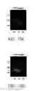 Fig. 22 - Topological derivative-based image segmentation method and system with heterogeneous image features