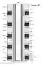 Fig. 09 - Dynamic threshold voltage compaction for non-volatile memory