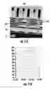 Fig. 07 - Methods of manufacturing semiconductor devices with improved metal gate fill-in for vertical memory cell and devices thereof