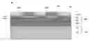 Fig. 01 - Substrate having two semiconductor materials on insulator