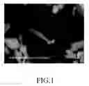 Fig. 02 - ELECTRODE MATERIAL FOR A LITHIUM ION BATTERY AND THE METHOD OF PREPARING THE SAME