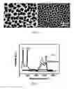 Fig. 10 - Encapsulated sulfur cathodes for rechargeable lithium batteries