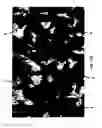 Fig. 15 - Composition of a nickelate composite cathode for a fuel cell