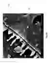 Fig. 13 - Diatomaceous energy storage devices