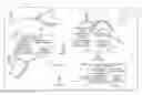 Fig. 01 - Mobile cellular networks