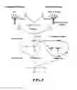 Fig. 10 - Genetically modified non-human mammals and cells