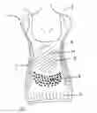 Fig. 01 - Full torso maternity garment