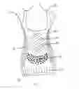 Fig. 02 - Full torso maternity garment