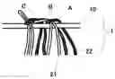Fig. 01 - False eyelashes