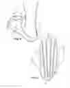 Fig. 04 - Orthopedic Boot Liner