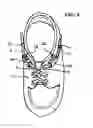 Fig. 05 - Lace ratchet fastening device