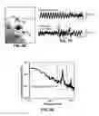 Fig. 08 - Bioresorbable silicon electronics for transient implants