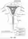 Fig. 23 - GYNECOLOGICAL TREATMENT METHODS