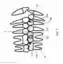 Fig. 08 - Orthodontic systems