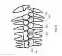 Fig. 12 - Orthodontic systems