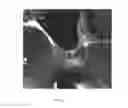 Fig. 12 - MATERIALS AND METHODS FOR FILLING DENTAL BONE VOIDS
