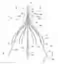 Fig. 01 - Visual stabilizer on anchor legs of vena cava filter