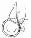 Fig. 01 - METHOD AND APPARATUS FOR MITRAL VALVE ANNULOPLASTY