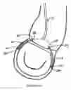 Fig. 17 - METHOD AND APPARATUS FOR MITRAL VALVE ANNULOPLASTY