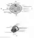 Fig. 02 - System and method for nonsurgical penile girth enhancement