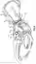 Fig. 05 - Prostheses and methods for acetabular rim restoration in quadruped mammals