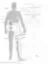 Fig. 01 - Compression garment system with tightening apparatus