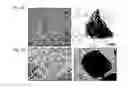 Fig. 06 - Method for inducing pluripotent stem cells and pluripotent stem cells prepared by said method