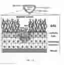 Fig. 02 - COMPOSITIONS AND METHODS FOR TREATING CANCER
