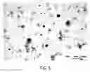 Fig. 06 - Ternary mixture formulations