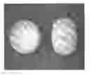 Fig. 01 - Tamper resistant dosage forms